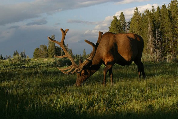 Giant Bull Elk